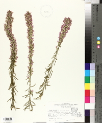 Liatris elegans image