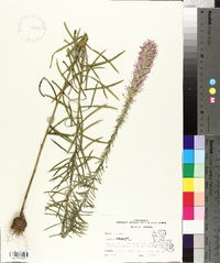 Liatris elegans image