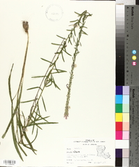 Liatris elegans image