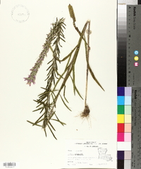 Liatris elegans image