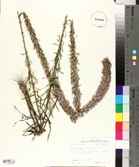 Liatris elegans image