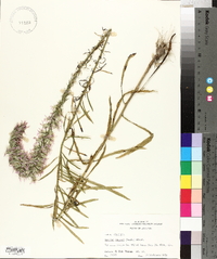 Liatris elegans image