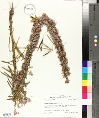 Liatris elegans image