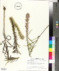 Liatris elegans image