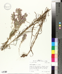 Liatris elegans image