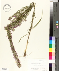 Liatris elegans image