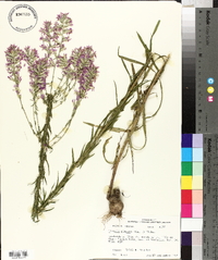 Liatris elegans image