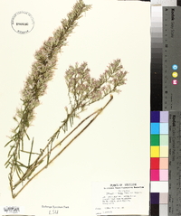 Liatris elegans image