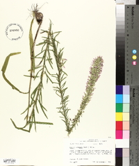 Liatris elegans image