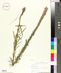 Liatris elegans image