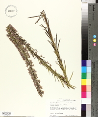 Liatris elegans image