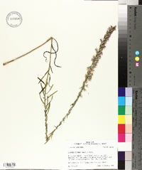 Liatris elegans image