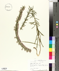 Liatris elegans image