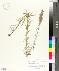 Liatris elegans image