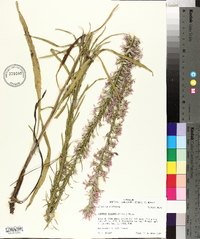 Liatris elegans image