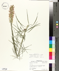 Liatris elegans image