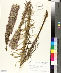 Liatris elegans image