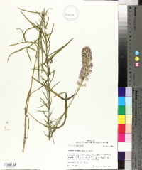 Liatris elegans image