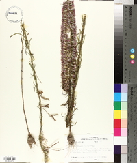 Liatris elegans image