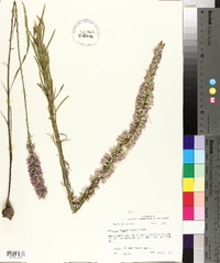 Liatris elegans image