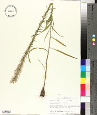 Liatris elegans image