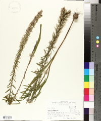 Liatris elegans image