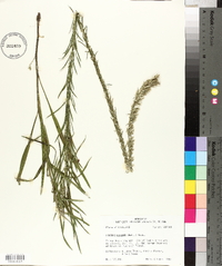 Liatris elegans image