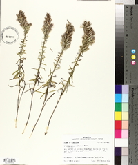 Liatris elegans image