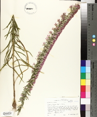 Liatris elegans image