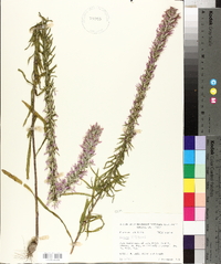 Liatris elegans image