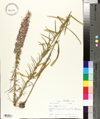 Liatris elegans image