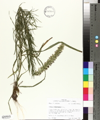 Liatris pycnostachya image