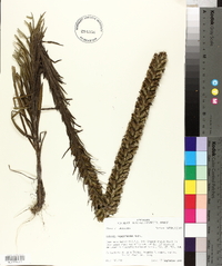 Liatris pycnostachya image