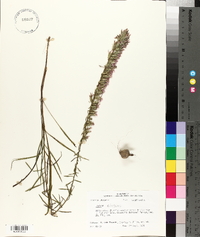 Liatris elegans image