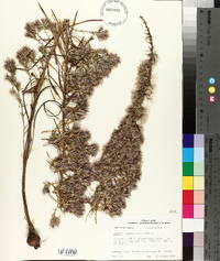 Liatris elegans image