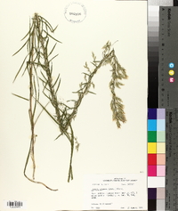 Liatris elegans image