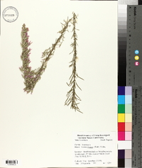 Liatris elegans image