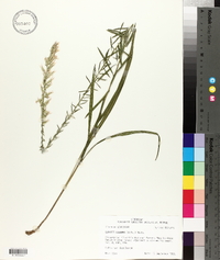 Liatris elegans image