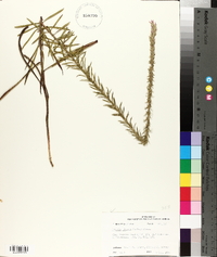 Liatris elegans image