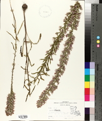 Liatris elegans image