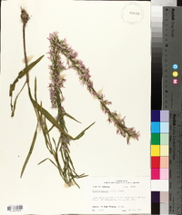 Liatris elegans image