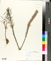 Liatris elegans image