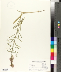 Liatris elegans image