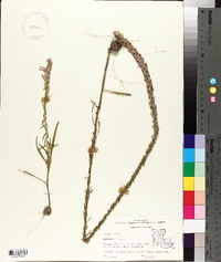 Liatris elegans image