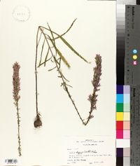 Liatris elegans image