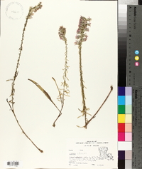 Liatris elegans image