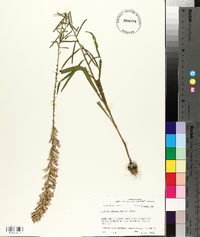 Liatris elegans image