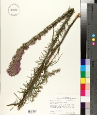 Liatris elegans image