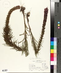 Liatris pycnostachya image