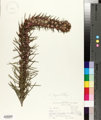 Liatris pycnostachya image